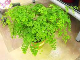 Delta Maidenhair Fern Adiantum Raddianum Indoor Care And Description Maidenhair Fern House Plant Care Fern Plant