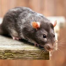 We have service packages that will meet anyone's budget, with no obligation or contracts. Pest Control In Bay Shore Yelp