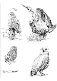 Printable snowy owl coloring pages. Coloring Page Snowy Owl Free Printable Coloring Pages Img 8564