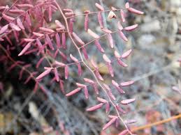 Image result for Pellaea pectiniformis