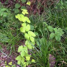 Hallo, neulich entdeckte ich etliche hopfenbestände in unserer gegend. Humulus Lupulus