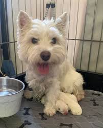 I love Skaket West Highland White Terriers (Westies)