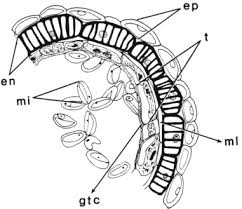 9.3.1 draw and label a diagram showing the structure of a dicotyledonous animal pollinated flower. Cannaceae An Overview Sciencedirect Topics