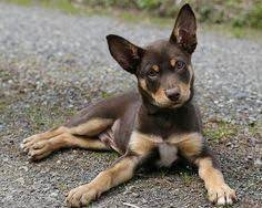 Her father is the same height as a dalmatian but has the colors of a fawn great dane. 86 Australian Kelpie Ideen West Highland Terrier Scottish Terrier Hunde
