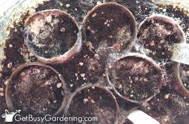 All is fine and dandy until you wake up one morning to discover that your favorite potted plant is growing fuzzy, white mold. Mold On Seedlings How To Prevent Mold Growth In Your Seed Trays