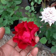 Anda bole pilih merah atau pink, sila tinggalkan note to seller. Buy Pokok Bunga Ros Wangi Seetracker Malaysia