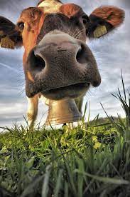 cow hdr animal photography cow photos cow