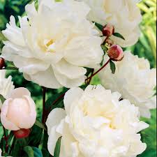 Kerrottu Pioni Blumen Anbauen Blumen Weisse Blumen