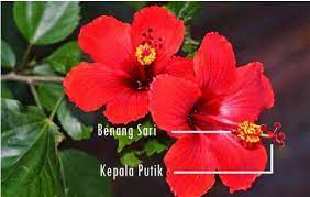 We did not find results for: 5 Contoh Bunga Sempurna Pengertian Bagian Bagian Serta Gambarnya Lengkap Ruangbiologi Co Id