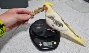 Cockatiel Losing Feathers - Reasons & What To Do