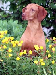 Review how much vizsla puppies for sale sell for below. Vizsla Breeder Registry Vizsla Breeders Kentucky Usa Vizslas Vizsla Puppies Vizsla Breeder Registry Jayney S Creative Works Jcw