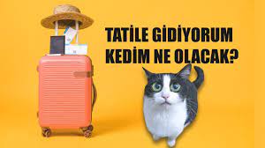 kediler evde yalniz kalabilir mi seyahate ciktigimda kedim ne olacak kedi evi kedi evler