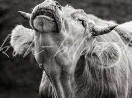 Weitere ideen zu einhorn zum ausmalen, ausmalen, ausmalbilder einhorn. Kuh Bilder In Schwarz Weiss Kuh Bilder Als Leinwand Poster Xxl Druck Tapete Und Mehr