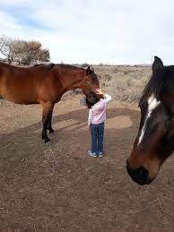 Are Wild Horses Dangerous Animals Quora