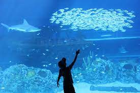 Un Acuario Sumamente Interesante Opiniones Sobre Texas State Aquarium Corpus Christi Tx Comentarios Tripadvisor
