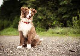 In fact, a 2008 study shows that garlic can be as effective as conventional dewormers. How Often Should I Worm My Dog