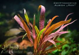 Share to twitter share to facebook share to pinterest. Cryptocoryne Albida Red Freshwater Plants Live Aquarium Plants Aquatic Plants