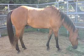 The basic coat colors of horses include chestnut, bay, and black. All The Horse Colors Of The Rainbow Synnutra Equine