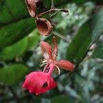 Image result for Gilbertiodendron