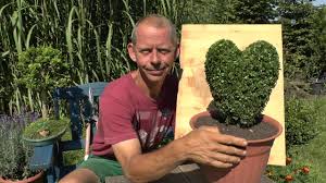 Um dicht und in ihrer form zu bleiben, müssen buchsbäume regelmäßig geschnitten werden. Buchsbaum Buxus Schneiden Herz Gestalten Youtube