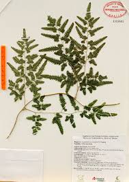 Image result for Lygodium