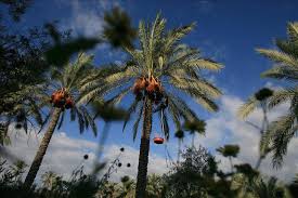 The haram is also clear and limited. Nigeria S Palm Wine