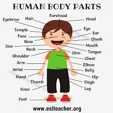 And we know the name of some of these parts but there are some body. Pin On English Worksheets
