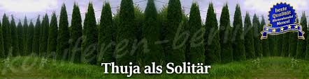Wir zeigen, wann, wie und womit man seinen lebensbaum düngt. Pflanzabstand Bei Thuja Hecke