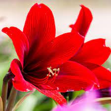 Richtige pflege und tipps zum überwintern. Amaryllis Uberwintern Ubersommern Pflege Vor Und Nach Der Blute