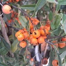 Image result for Pyracantha coccinea golden charmer