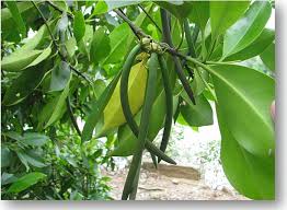 Image result for Bruguiera