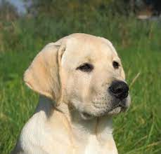 English Labrador Retriever Labrador Retriever Retriever Puppy Labrador Retriever Puppies