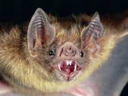 This is a question we've been answering lately as wayward bats have been found in bathrooms, bedrooms, and basements here in the akron / canton / kent area. A Bat In The Basement Monroe Ct Patch