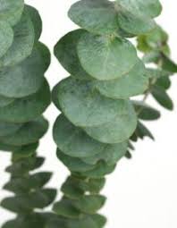 How To Freshen Your Home With Eucalyptus Tipnut Com Fast Growing Trees Eucalyptus Tree Plants