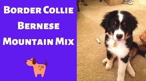 Should they take after their bernese mountain dog parent, they will be a large, fluffy, energetic, playful, and friendly dog that makes a great family pet. All About The Border Collie Bernese Mountain Mix Bordernese Is This Mix Breed A Family Dog Youtube