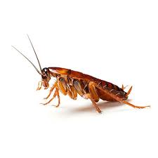 The people living in zip code 30045 are primarily white. Active Pest Control Top Rated Atlanta Pest Control Services Since 1985