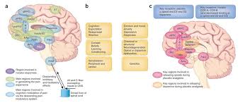 Image result for Placebo Effect