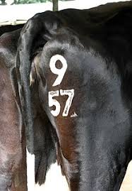 I experimented a bit with freeze branding and found that it better on horses than cattle (beef breeds) simply because of the thickness of the hide and the irons are substantially more expensive than hot irons. Freeze Brand Wikipedia