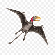 Ironically, it's one of the rarest creatures on aberration. Dimorphodon Andere Schnabel Dimorphodon Dinosaurier Png Pngwing