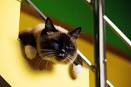The Most Playful Cat Breeds - Animal Wised