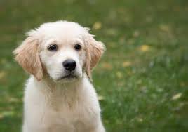 Lively Little Dogs When Corgis And Golden Retrievers Mix Tindog