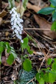 Image result for Trichocladus ellipticus