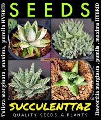 Image result for Haworthia mix