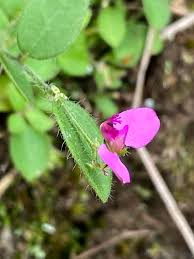 Image result for Polygala ohlendorfiana