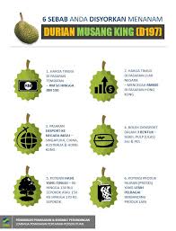 Rasanya manis dengan sedikit pahit (sangat mantap), tanpa serat, kering dan warna nya. Harga Buah Durian Musang King Per Kg Edukasi Lif Co Id