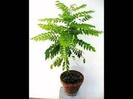 This is a common problem when you have to bring plants in for the winter. How To Grow Curry Leaves Plant How To Care Curry Leaves Plant Rakesh Paulist Youtube
