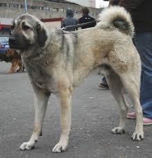 Anatolian 2009 Pl3 Jpg 1880 1956 Caucasian Shepherd Dog Dogs Kangal Dog