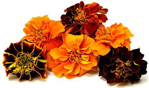 You'll need pretty much the same amount of oil as the size of container you're using (e.g. Marigold Flowers Are Being Studied For Their Potential Benefits To Eye Health In Particular For Their Marigold Flower Different Types Of Flowers Rare Flowers