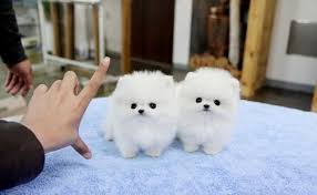 Black And White Pomeranian Puppy For Sale Male Female White Tea Cup Pomeranian Puppies For Sale Running Springs Free Ads Pomeranian Puppy Pomeranian Puppy Teacup Pomeranian Puppy For Sale