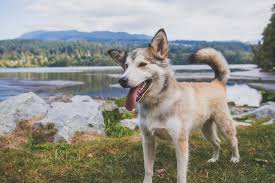 Que vous cherchiez un nom pour mâle ou femelle, un nom classique ou un nom original, vous devriez trouver votre bonheur. Tous Les Noms De Chiens Qui Commencent Par S Pour 2021 Polytrans